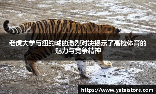 zoty中欧